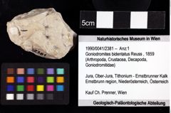 Foto (Objket + Etiketten) von Goniodromites bidentatus (Reuss, 1859) 